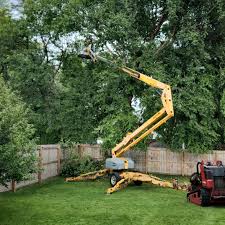 Best Palm Tree Trimming  in North Port, FL